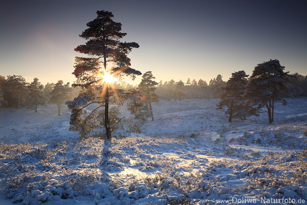 Sonnenstern berstrahlt Baum in Schnee Winterlandschaft Naturfoto untergehende Sonne