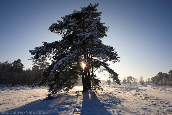 Winterbild romantischer Schneelandschaft mit Baum Sonnenstern Gegenlicht Naturbild