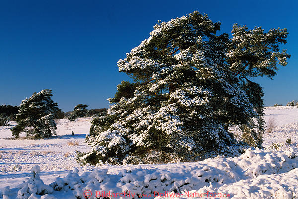 Winterbild Schneelandschaft um geneigte Kiefernbume winterlicher Sonnenlicht Naturfoto