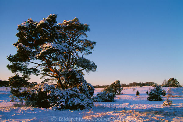 Schneelandschaft um Kieferbaum  in Winter-Abendlicht Naturstimmung Winterzauber-Fotos