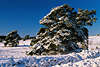Winterbild Schneelandschaft um geneigte Kiefernbume winterlicher Sonnenlicht Naturfoto