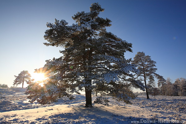 Wintersonne ber Schneelandschaft Bume in Gegenlicht am Blauhimmel romantische Natur