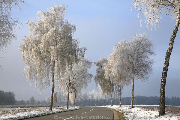 Straenbume in Rauhreif Sonnenschein Winterfoto Lichtstimmung Romantik Winterlandschaft