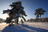 Winterbild Kieferbäume in Schnee Sonne Winterlandschaft Naturfoto
