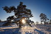 Wintersonne-Stern im Kieferbaum Gegenlicht-Zauber romantische Schneelandschaft Naturfoto