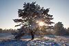 Wintersonne Gegenlicht im Baum Schneelandschaft Naturstimmung Romantik-Winterbild