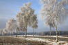Bäumenreihe in Rauhreif Winterstarre Bild an Landstraße vereiste Birken in Sonnenschein