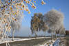 Winterstrasse Foto vereiste Birken Bäume Blätter Äste in Rauhreif Winterstarre Bild Winterzauber