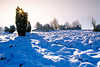 Winterbild Sonnenstern-Gegenlicht in Strauch Schneelandschaft Blaustimmung Naturfoto