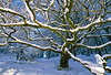 Schneezweige Winterzauber in Wald Sonnenschein Eichenbaum Astgewirr Naturfotografie