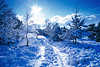 Winterfotokunst Sonne Gegenlicht Blauschnee romantisches Naturbild Winterlandschaft frostige Blaustimmung