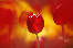 Rotblten Fotokunst Flammen-Mystik Florafotografie Blumendesign