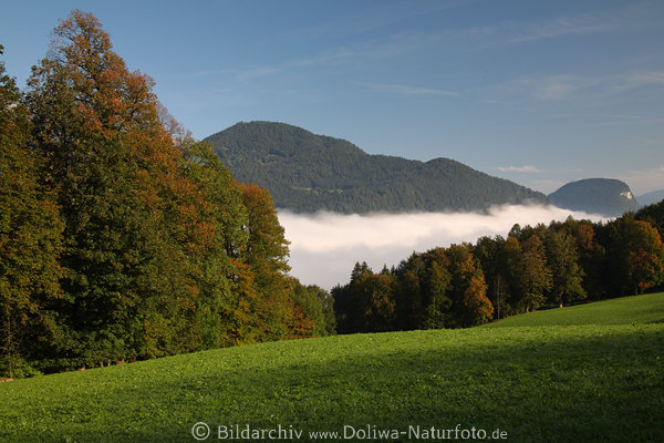 Almwiese ber Nebel im Tal Grnland Morgenstimmung Naturfoto