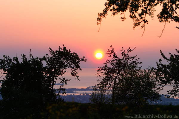 Sonnenball über Bodensee rosablau Abendfarben Stimmungsfoto Sonnenuntergang zwischen Bäumen