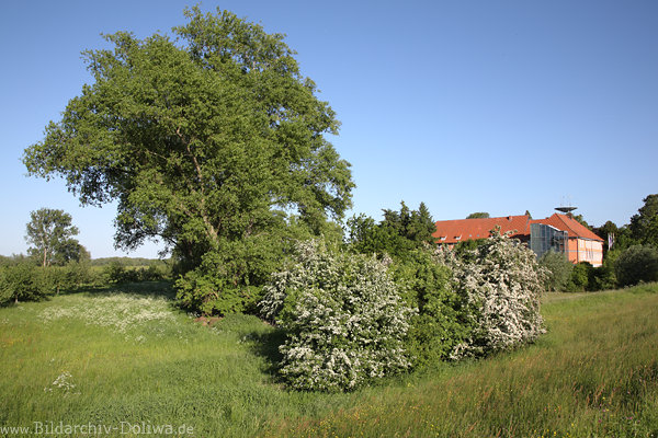 Bleckede Frhlingsbild Naturfoto am Schloss Frhjahrsblte Landidyll Elbtalaue