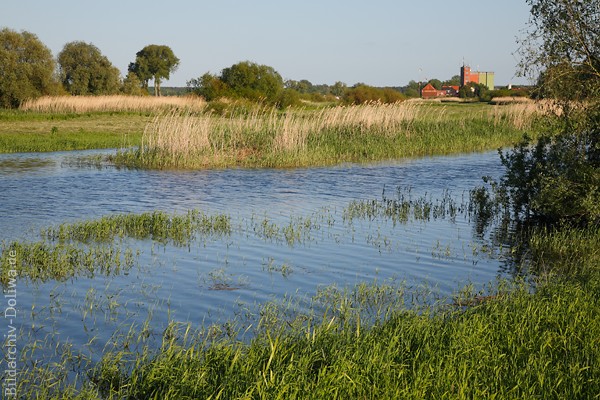 Feuchtwiesen Naturfoto vor Elbdorf Bleckede berflutete Elbauen Naturlandschaft