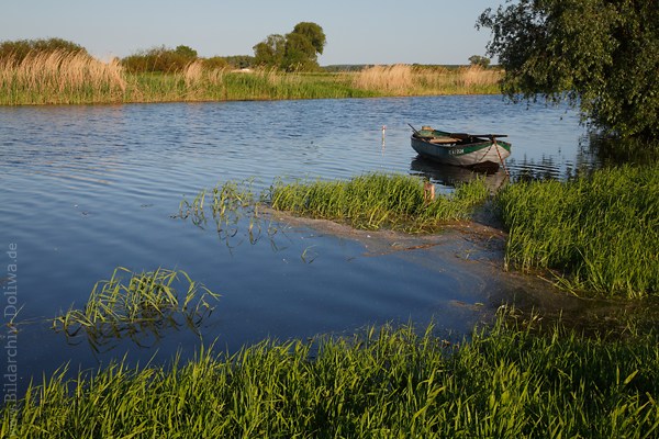 Ufer Boot in Wasser Flusslandschaft Elbe Naturfoto Schilf Abendlicht Romantik