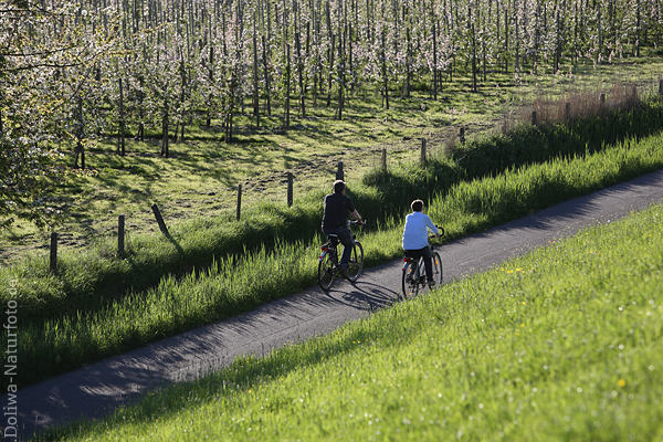 Elbdeichradler Uferweg Foto Feldblte Fahrradausflug Grnlandschaft Naturbild