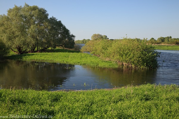Elbarm Fluwasser Grnufer Frhlingsbild Elbe Auweiden Naturlandschaft Foto