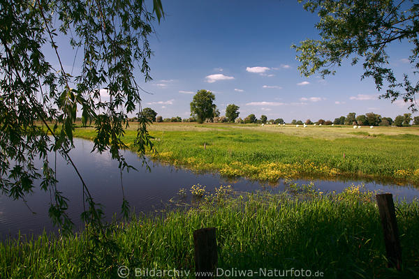 Elbaue Feuchtwiese Naturfoto Wasser Gelbblmchen Flussau Landschaftsbild