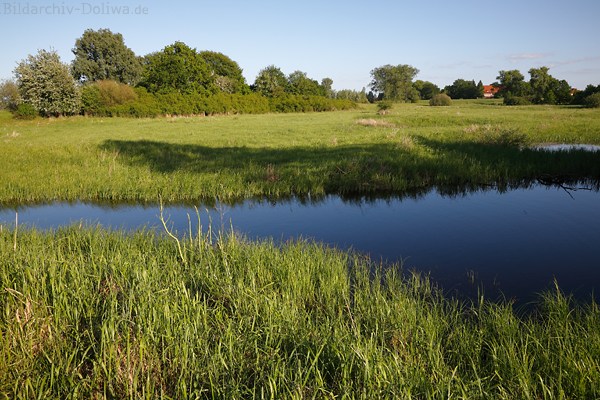 Elbaue Wasserfluss Feuchtwiese Naturfoto Elbmarsch grne Aulandschaft-Bild
