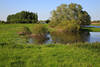 Elbaue Flusswasser Grnufer Naturfoto Elbwerder Feuchtwiese Landschaftsbild