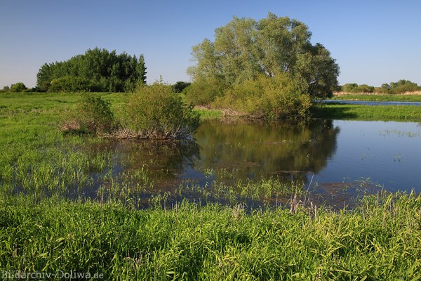 Elbaue Feuchtwiese mit Wasser Fluss Grnufer Naturfoto Elbwerder Landschaftsbild