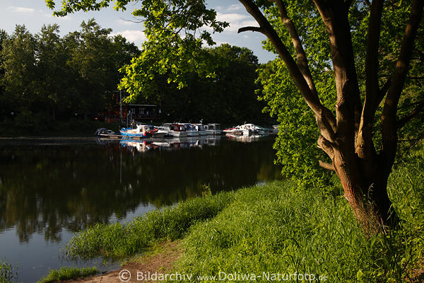 Elbkanal Grnufer Frhling Naturidylle Baum am Wasser Yachthafen Alt-Garge