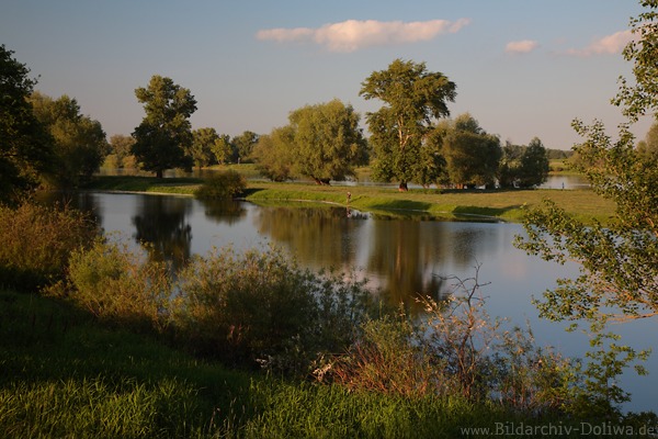 Elbuferidylle Naturfoto Wasser Flussinsel grne Landschaft Alt-Garge Elbniederung