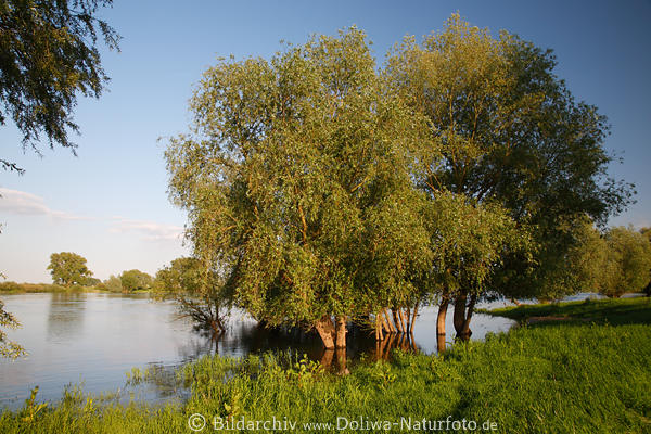 Elbweiden Naturfoto bei Hochwasser Elbufer Bume Flulandschaft Alt Garge