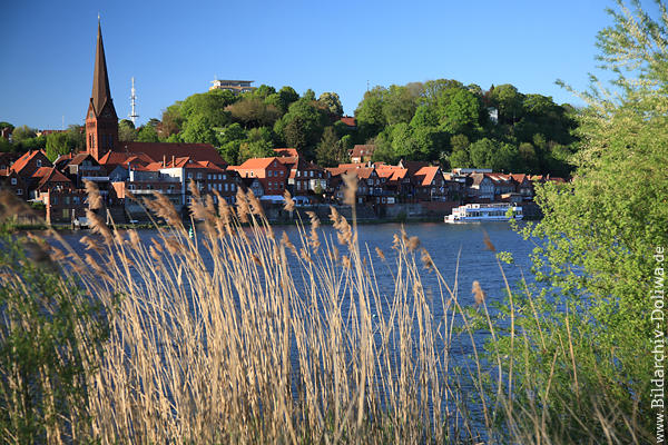 Schilfblick Lauenburg Elbufer Naturfoto Wasserlandschaft Lichtstimmung