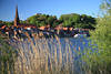 1800306_Schilfblick Lauenburg Elbufer Naturfoto Wasserlandschaft Lichtstimmung