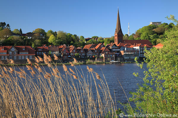 Elbwasser-Naturufer Lauenburg Schilf Grnstrucher Lichtstimmung Altstadtblick