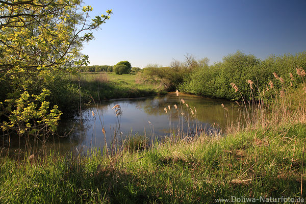 Marschacht Wassertmpel Grnflchen Naturfoto Elbwerder Deichvorland Bild