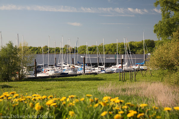 Neuenschleuse Grnufer Gelbblte Foto Elbe Wasser Boote Yachthafen Jork Flusslandschaft