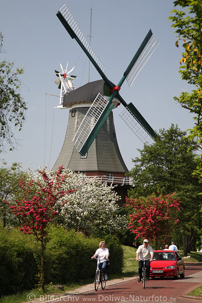 Windmhle, Allee, Greetsiel, Frhlingsblte, Radfahrer, Baumblte, Ostfriesland, Urlaub