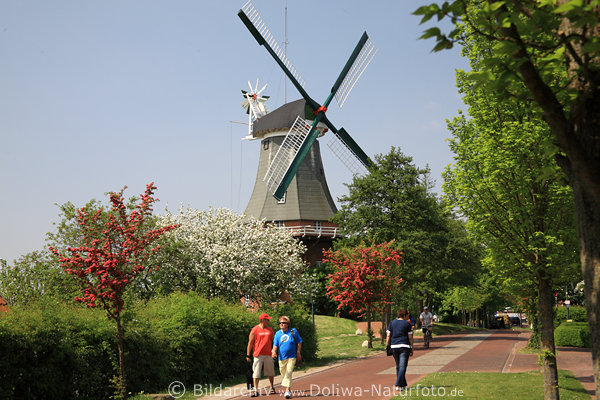 Greetsiel Mhlenweg, Windmhle, Besucher, Frhlingsblte, Baumblte, Landschaft, Panorama-Aufnahme