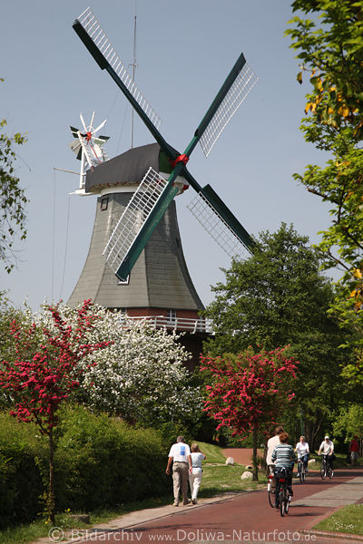 Museumsmhle, Windmhle, Baumblte, weiss-lila, Frhlingsblte, Greetsiel, Spazierweg, Radfahrer Paare, windflgel