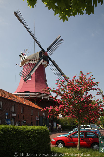 Mhlencaf, Greetsiel, Galeriewindmhle, Frhlingsblte, lila Baumblte, Cafehof