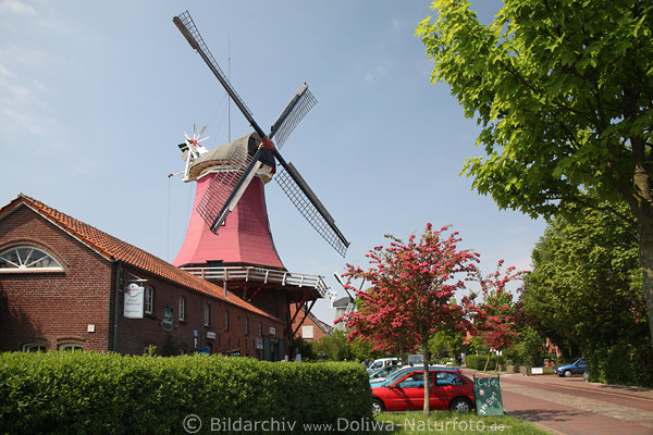 Schoof-Mhle, Greetsiel, Windmhle, rot-lila, Frhlingsfarben, Flgel, Baumblte, Caf