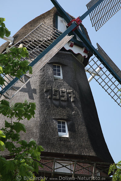 Mhle Reetdach in Hinte Windmhle grauer Oberteil Fenster unter Flgelsitz Frontdetail