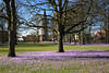 Husum Krokuswiese Landschaft pinke Frhlingsblte Panorama mit Huser am Park