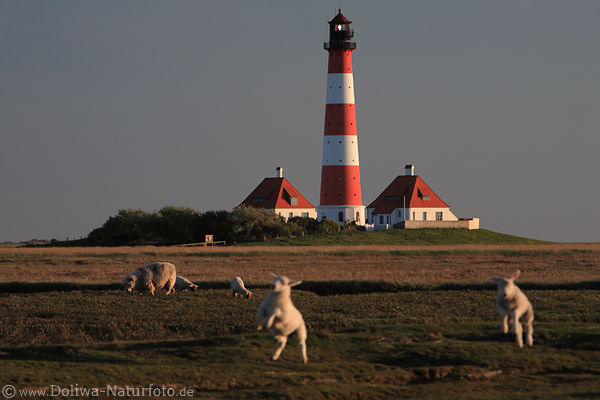 Westerheversand Leuchtturm ber Schaf-Lmmer hpfen