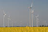 Windrder in Rapsfeld Gelbblten hohe Rundsulen Windrotoren Landschaftsbild Dithmarschen