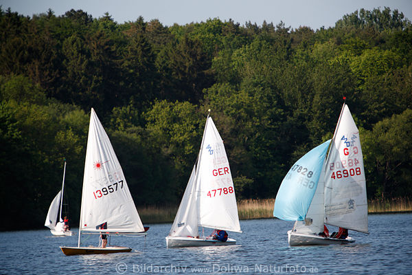 Seesegler Eutiner See Regatta Sportboote in Wasser segeln in Wind Naturfoto