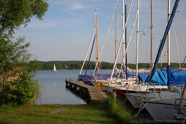 Rothenhusen Wasserufer Segelboote Port am Nordzipfel Ratzeburger See Naturfoto