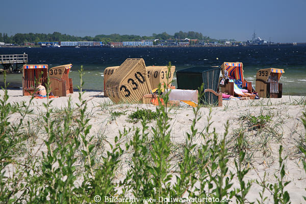 Eckernfrde Strandufer Ostseekste Krbe in Sand Meeruferpflanzen Naturfoto am Wasser