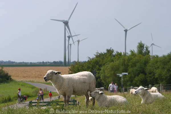 Deichschafe vor Windrder Fehmarn Landschaft Weidetiere Begegnung mit Inseltouristen