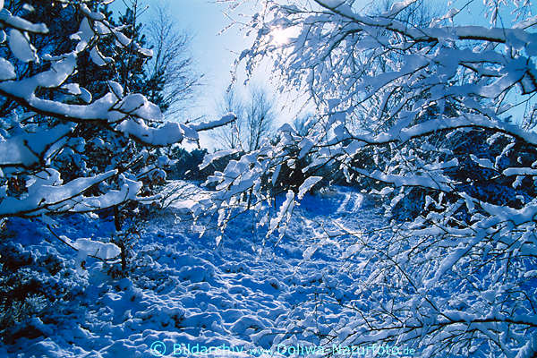 Sonnenglitzer um Eiszweige Gegenlicht-Fotokunst Frost Eisschnee Winterzauber Naturbild blaue Naturstimmung